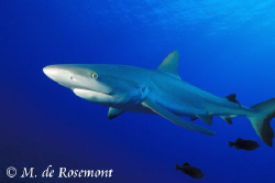 Close shot of a juvenile grey reef shark. D50/12-24mm (Bo... by Moeava De Rosemont 